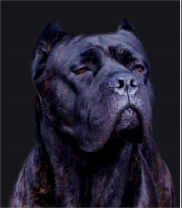 世界第一护卫犬非意大利卡斯罗莫属