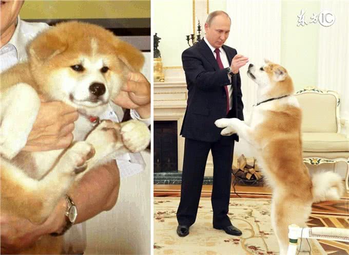 蠢萌秋田犬公园约架，苦练十年的菊花摆尾终于派上用场