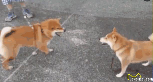 蠢萌秋田犬公园约架，苦练十年的菊花摆尾终于派上用场