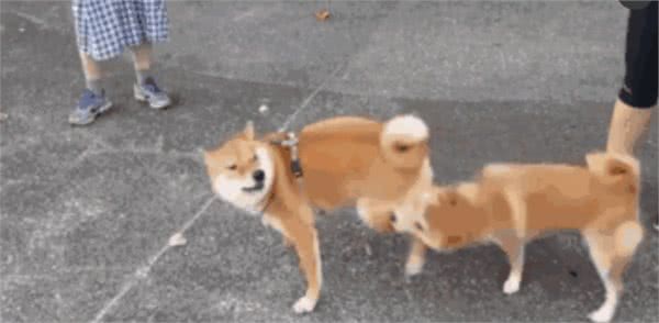蠢萌秋田犬公园约架，苦练十年的菊花摆尾终于派上用场