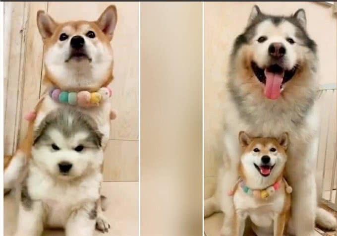 柴犬骑住阿拉斯加雪橇合照超威风短短1年体型大逆转