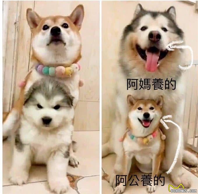 柴犬骑住阿拉斯加雪橇合照超威风短短1年体型大逆转