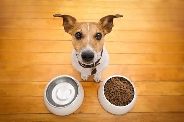 柴犬骑住阿拉斯加雪橇合照超威风短短1年体型大逆转