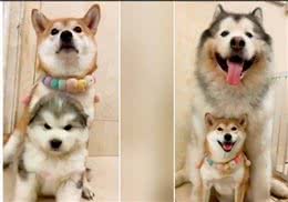 柴犬骑住阿拉斯加雪橇合照超威风短短1年体型大逆转