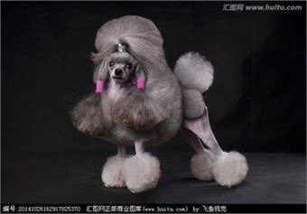 三分钟带你分析适合家庭养的狗狗