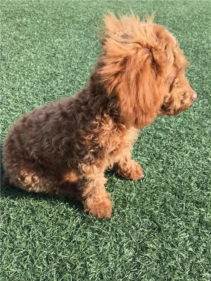 狗狗破坏家具,这可能是一种病