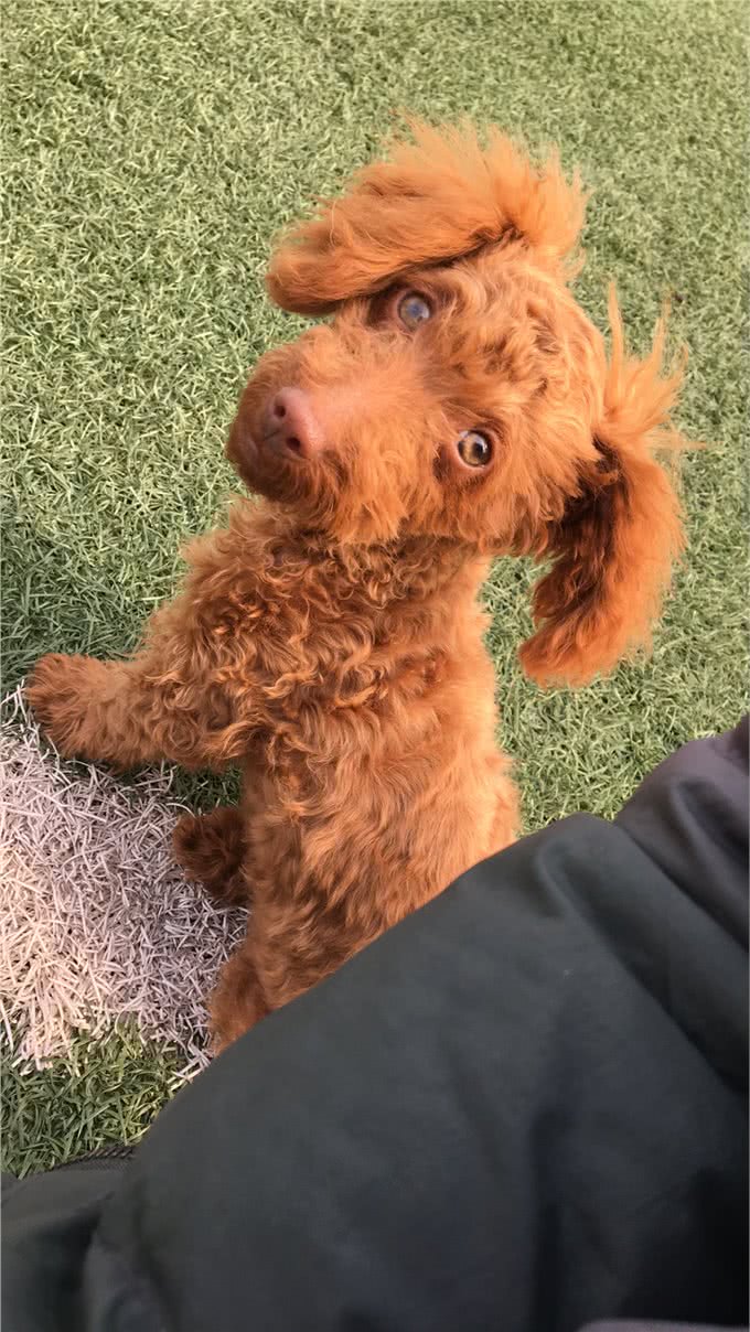狗狗破坏家具,这可能是一种病