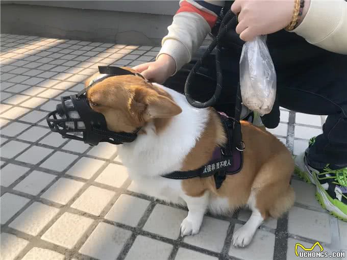 全面禁止养狗,小区可以为所欲为?