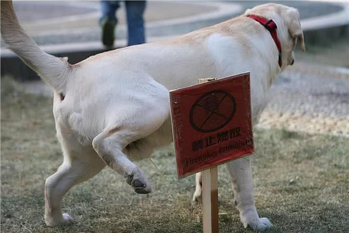 狗狗撒尿时，抬起一只腿是因为爱干净吗?