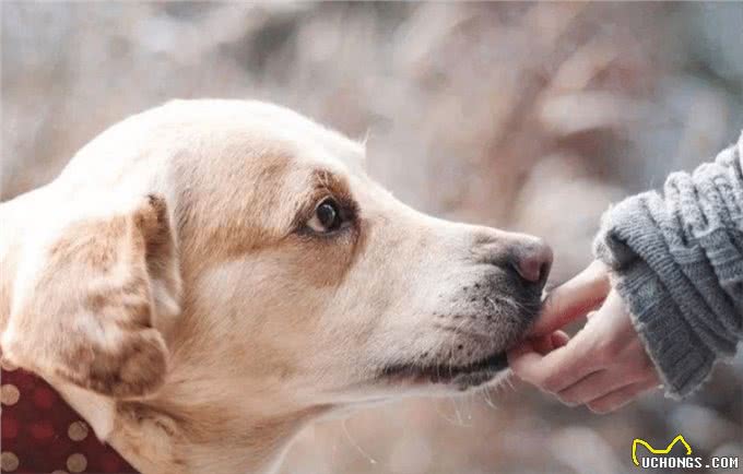 关于爱犬：狗呕吐是什么原因造成的?狗子呕吐的原因与处理方法