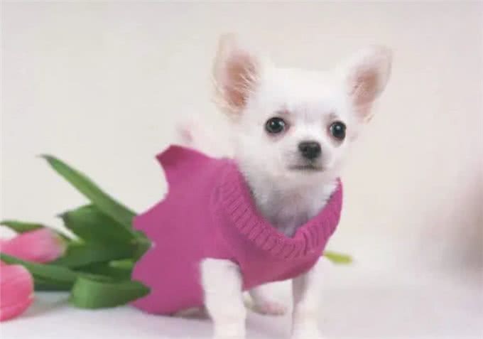 关于爱犬：狗呕吐是什么原因造成的?狗子呕吐的原因与处理方法
