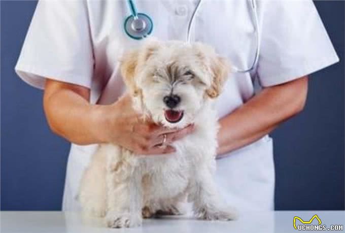 关于爱犬：狗呕吐是什么原因造成的?狗子呕吐的原因与处理方法