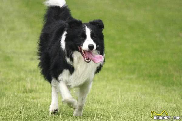 狗狗为什么比人类还怕热?有毛只是一方面