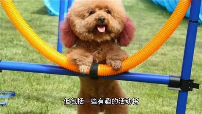 如何让泰迪成为世界上最听话、最可爱、快乐的狗狗?