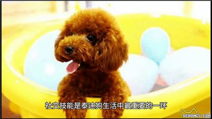 如何让泰迪成为世界上最听话、最可爱、快乐的狗狗?