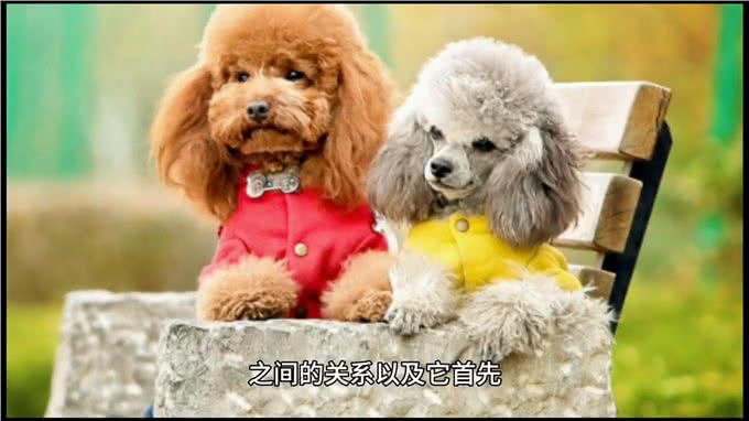 如何让泰迪成为世界上最听话、最可爱、快乐的狗狗?