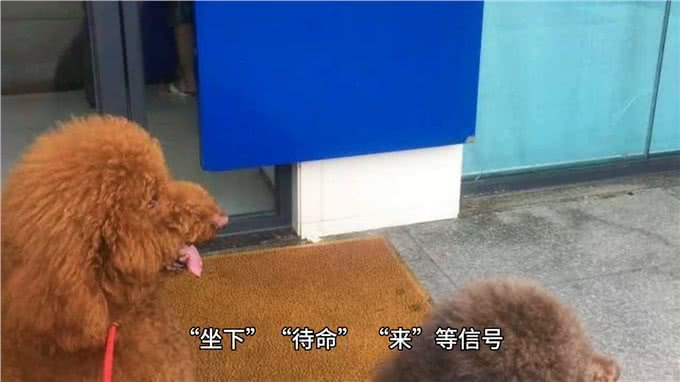 如何让泰迪成为世界上最听话、最可爱、快乐的狗狗?