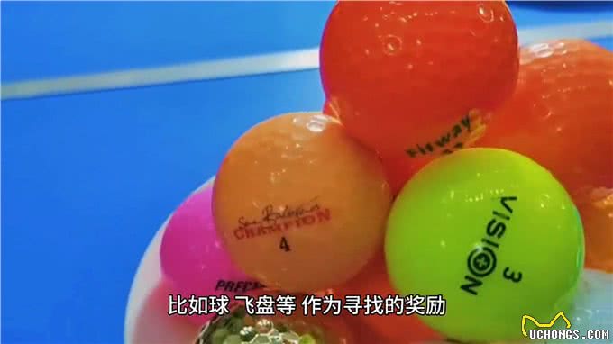 如何让泰迪成为世界上最听话、最可爱、快乐的狗狗?