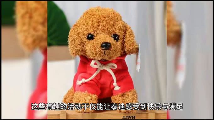 如何让泰迪成为世界上最听话、最可爱、快乐的狗狗?