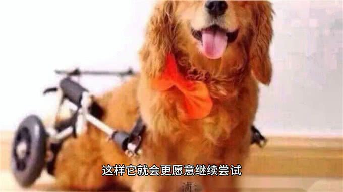 如何让泰迪成为世界上最听话、最可爱、快乐的狗狗?