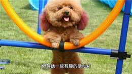 如何让泰迪成为世界上最听话、最可爱、快乐的狗狗?