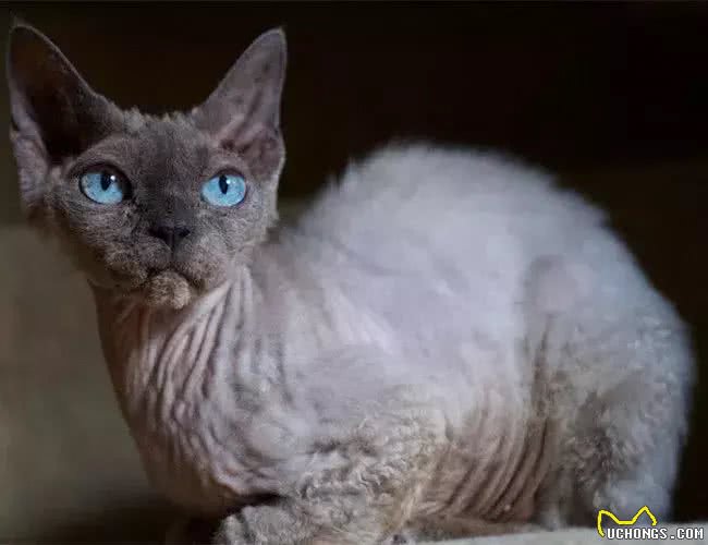 猫大十八变，变黑，变秃and变猪!