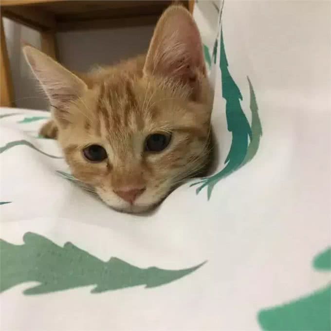 猫大十八变，变黑，变秃and变猪!