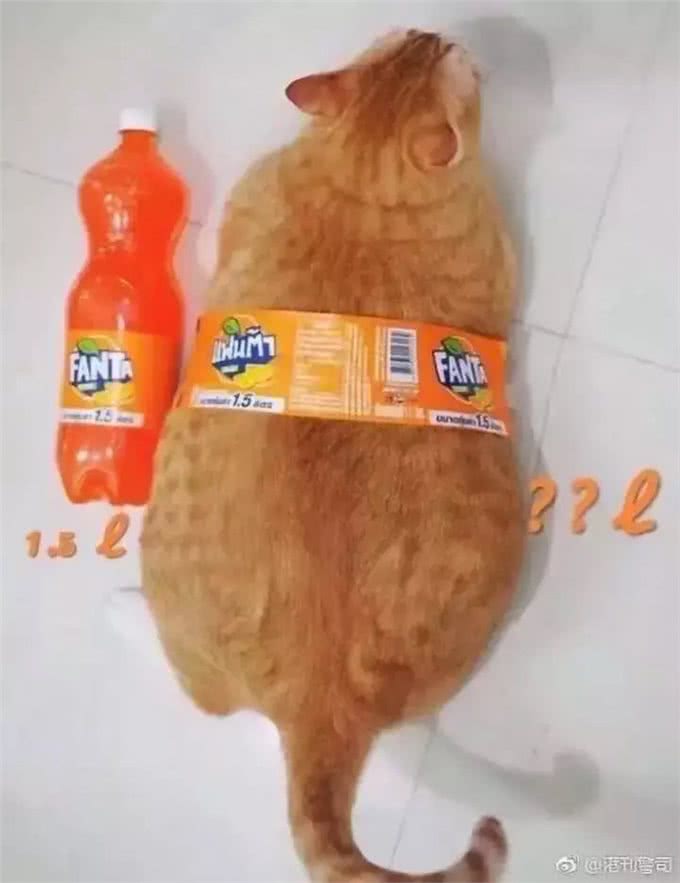 猫大十八变，变黑，变秃and变猪!