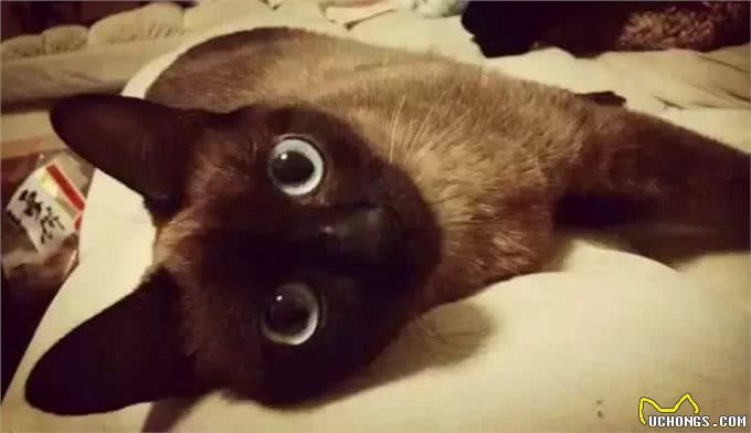 猫大十八变，变黑，变秃and变猪!