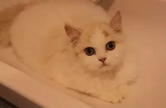 猫大十八变，变黑，变秃and变猪!