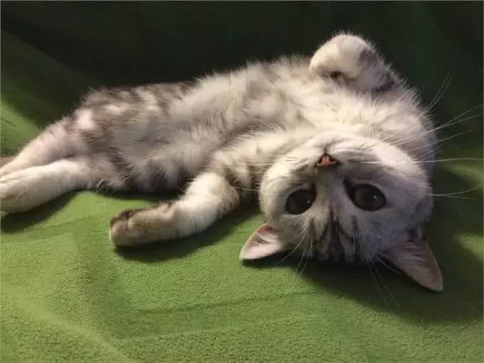 猫大十八变，变黑，变秃and变猪!