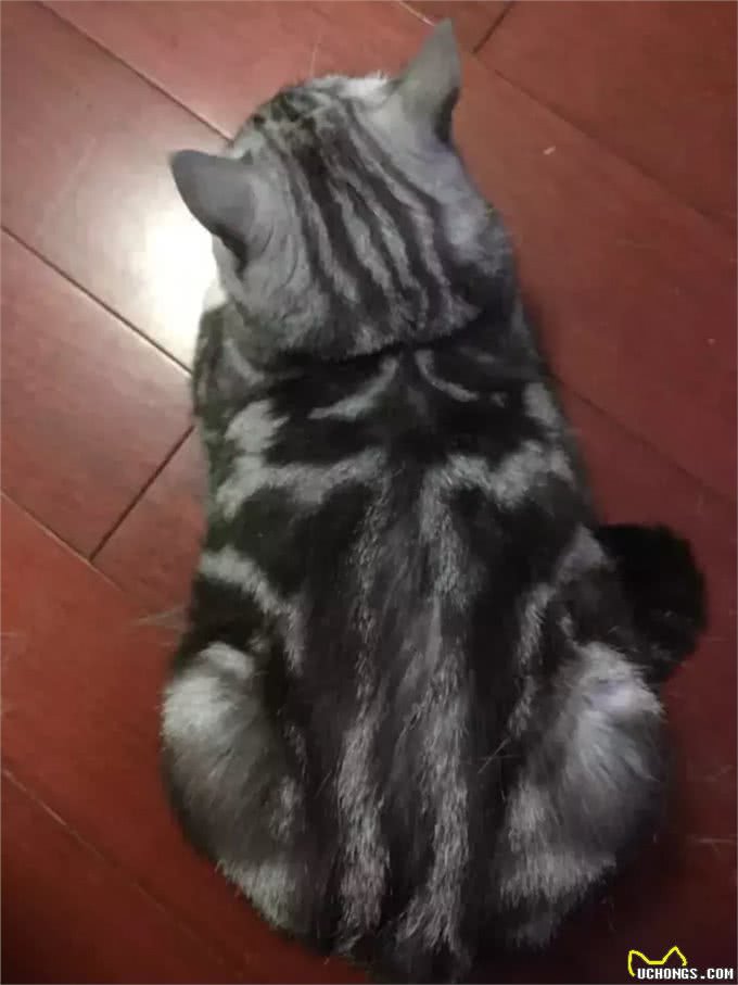 猫大十八变，变黑，变秃and变猪!