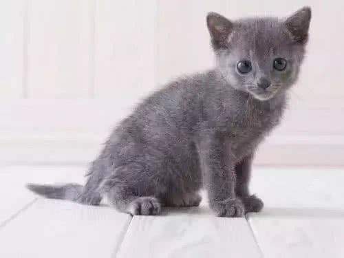 猫大十八变，变黑，变秃and变猪!