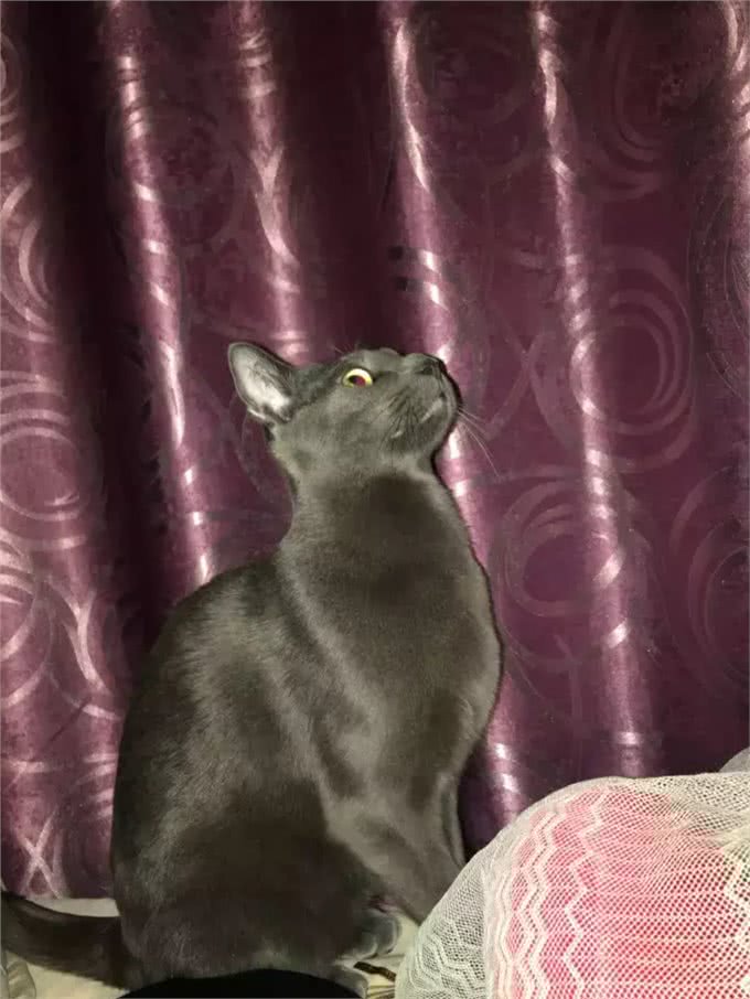 猫大十八变，变黑，变秃and变猪!