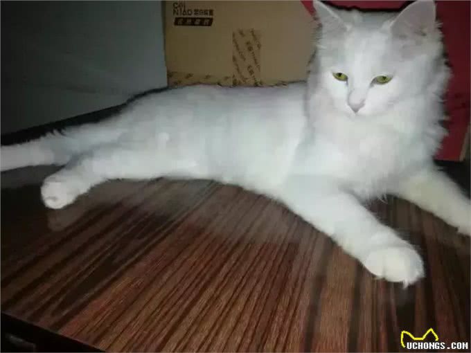 猫大十八变，变黑，变秃and变猪!