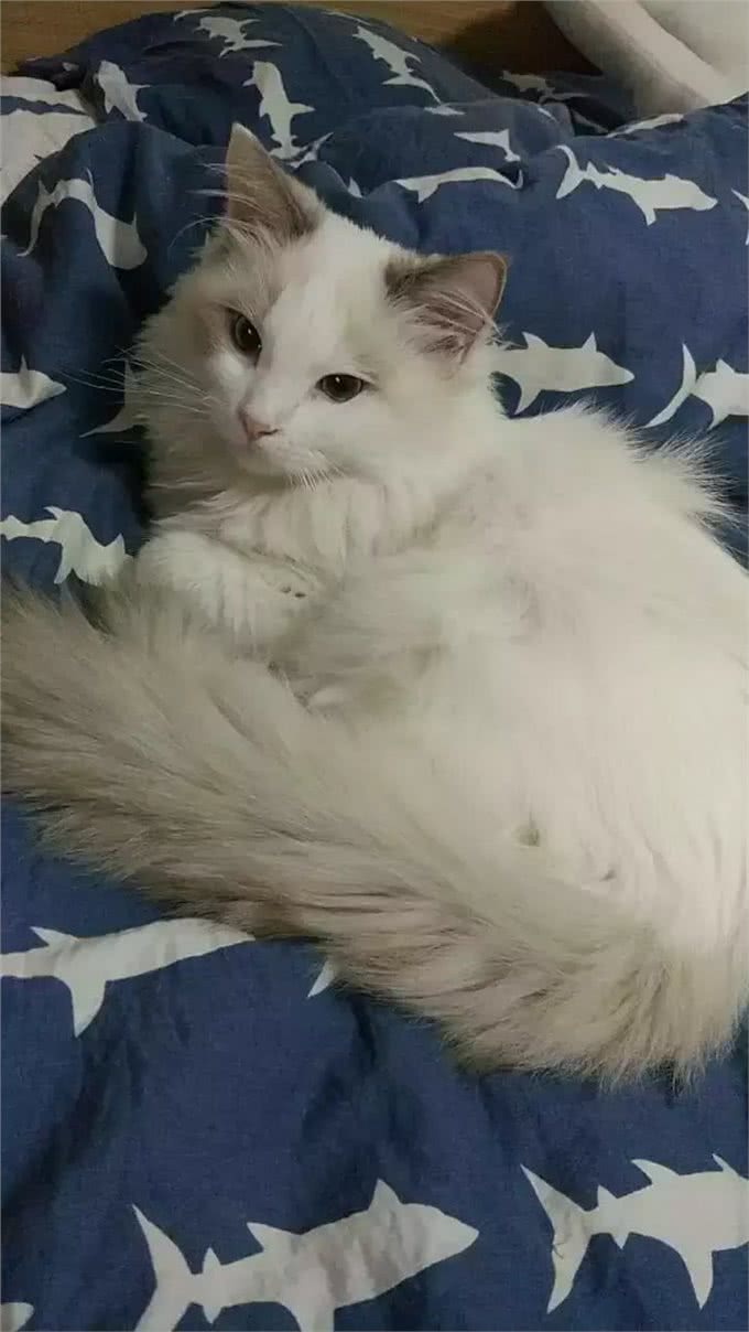 猫大十八变，变黑，变秃and变猪!