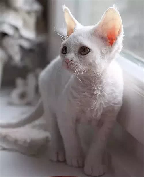 猫大十八变，变黑，变秃and变猪!