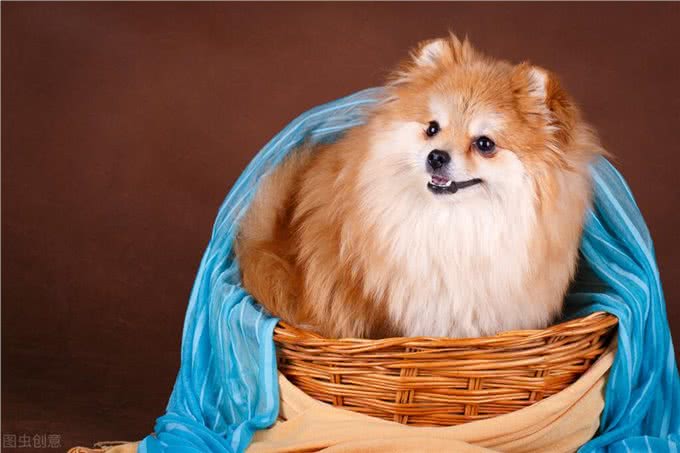 铲屎官劝退指南:博美犬不能养的16个理由
