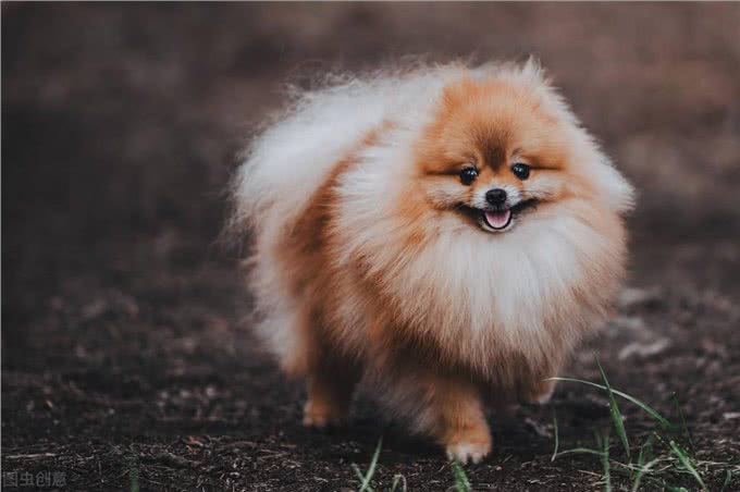 铲屎官劝退指南:博美犬不能养的16个理由
