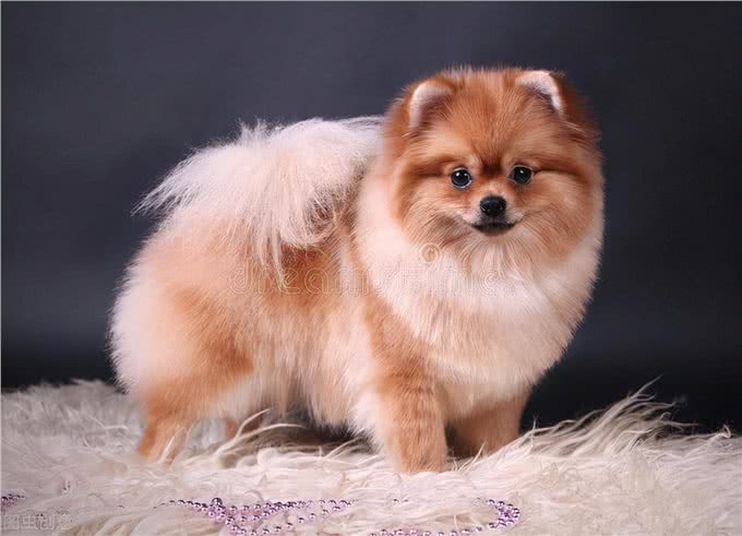 铲屎官劝退指南:博美犬不能养的16个理由