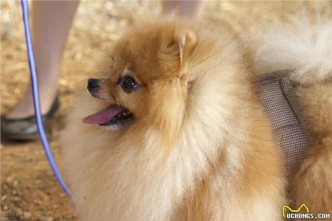 铲屎官劝退指南:博美犬不能养的16个理由