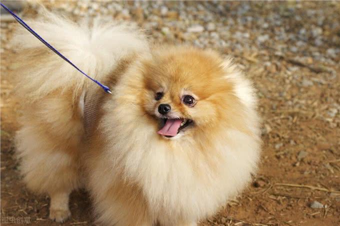铲屎官劝退指南:博美犬不能养的16个理由