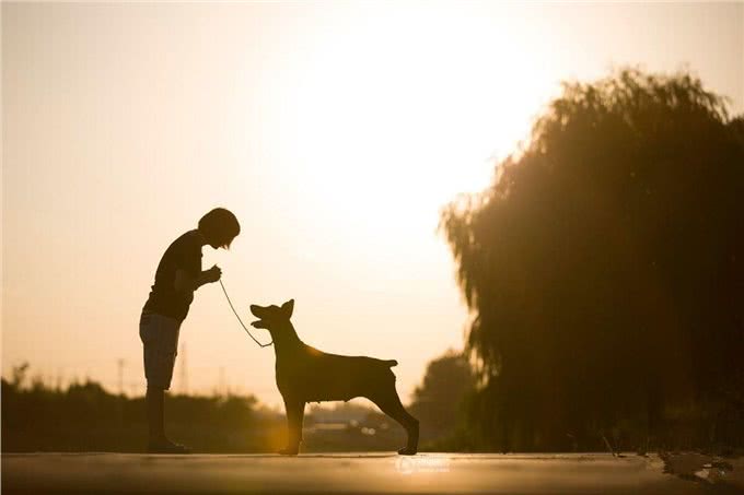 与犬共舞，小女子牵出大财富