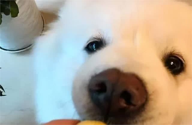 省钱必备!6款适合狗狗的平价替代品