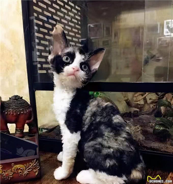 高兴时会像狗一样摇尾巴的可爱猫咪你见过吗?