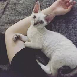 高兴时会像狗一样摇尾巴的可爱猫咪你见过吗?
