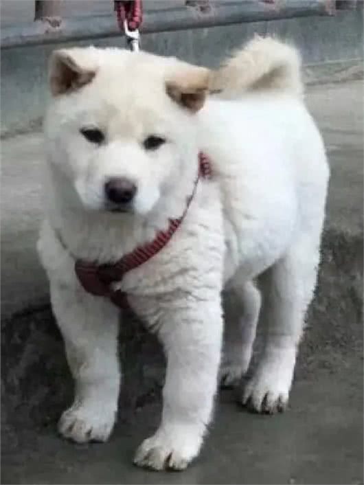 小狗会偷偷得肠胃病，养狗狗的要注意了