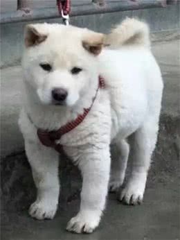 小狗会偷偷得肠胃病，养狗狗的要注意了