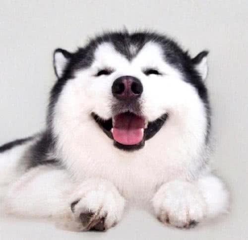 上帝的练手之作哈士奇幼犬的饲养你的选择后果自负