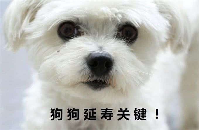 狗界中五大长寿汪!陪伴主人更久的秘籍在此